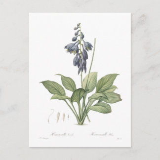 Hosta ventricosa postcard