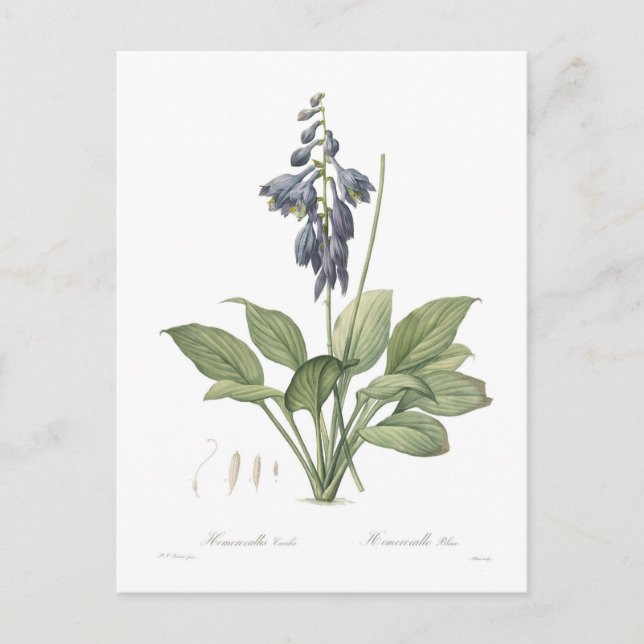 Hosta ventricosa postcard (Front)
