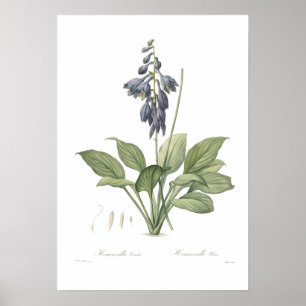Hosta ventricosa poster