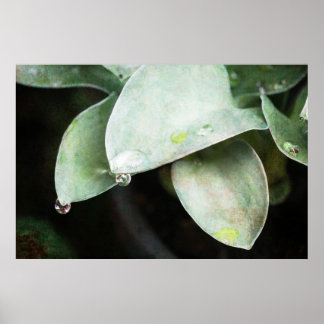 Hosta with raindrops poster