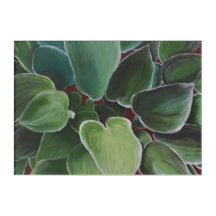 Hostas - limited