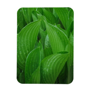 Hostas with Raindrops Flexible Magnet