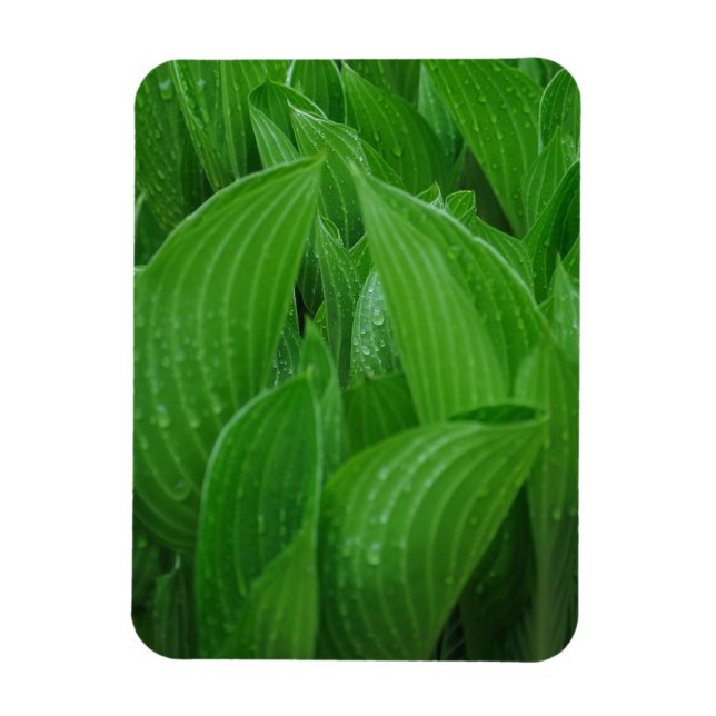 Hostas with Raindrops Flexible Magnet (Vertical)