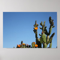Hot Africa Desert Cactus Plant Prickly Pear Flower