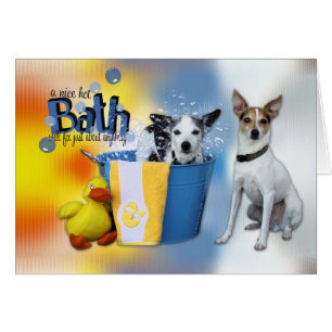 Hot Bath - Rat Terrier