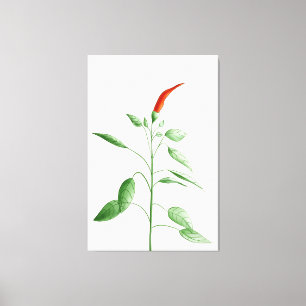 Hot Chilli Pepper Plant Botanical Illustration Canvas Print