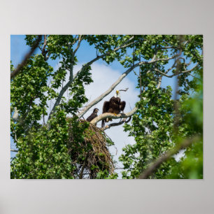 Hot Eagles Poster