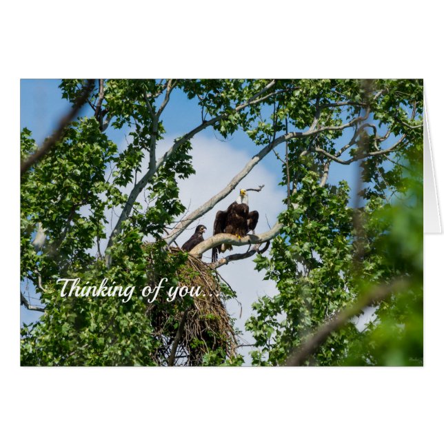 Hot Eagles Thinking Of You Card (Front Horizontal)