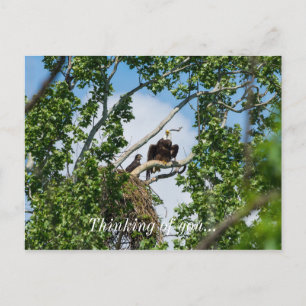 Hot Eagles Thinking Of You Postcard