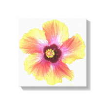 Hot Hibiscus