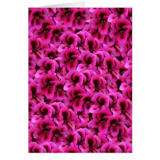 Hot Magenta Geranium Flowers, (Front)