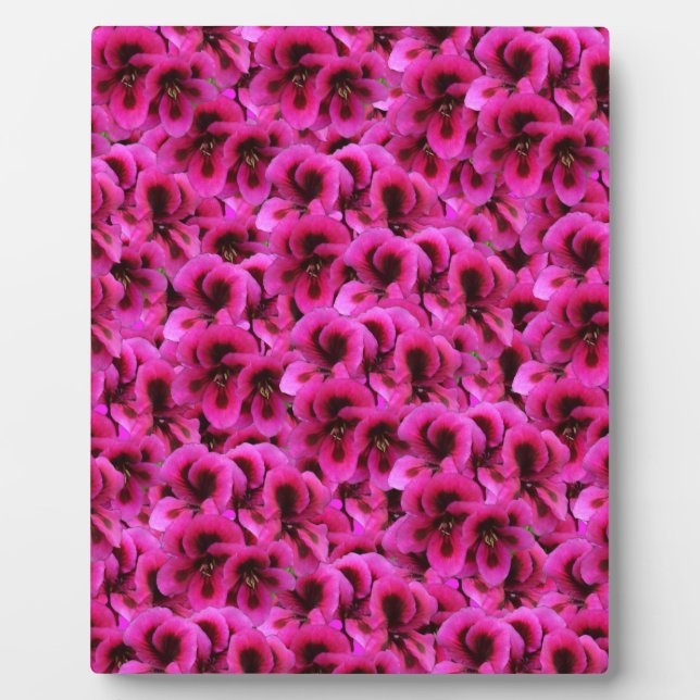 Hot Magenta Geranium Flowers, Plaque (Front)
