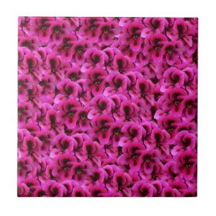 Hot Magenta Geranium Flowers, Tile