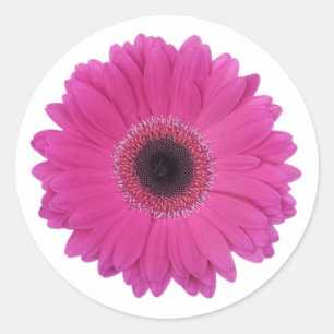 Hot Magenta Pink Gerbera Daisy Flower Classic Round Sticker