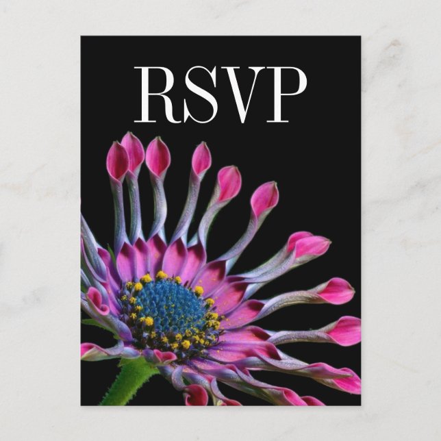 Hot Pink African Daisy Wedding RSVP Postcard (Front)