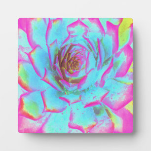 Hot Pink and Blue Succulent Sedum Rosette Plaque
