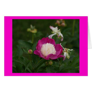 Hot Pink and White Peony.jpg