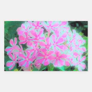 Hot Pink and White Peppermint Twist Garden Phlox Rectangular Sticker