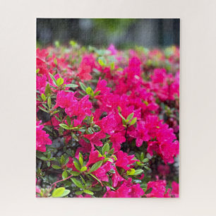 Hot Pink Azalea, Seoul Jigsaw Puzzle