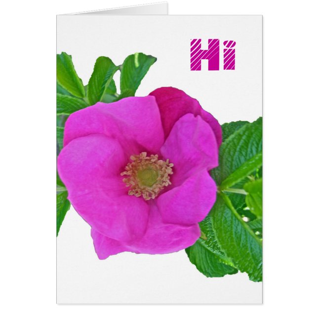 Hot Pink Beach Rose Coordinating Items (Front)