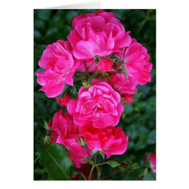 Hot Pink Bouquet (Front)