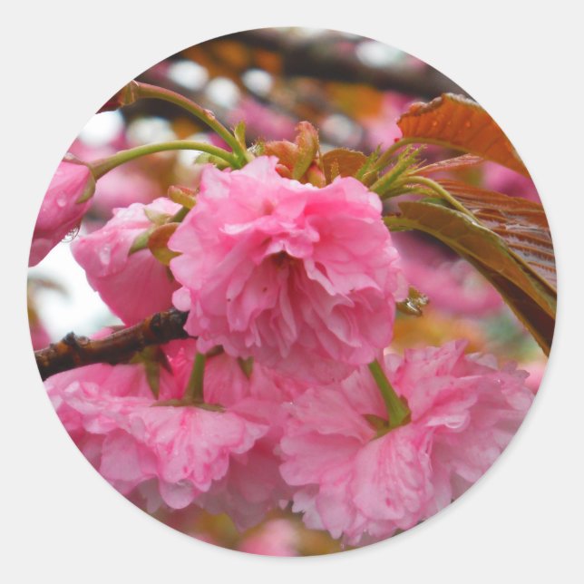 Hot Pink Cherry Blossom Flowers Classic Round Sticker (Front)