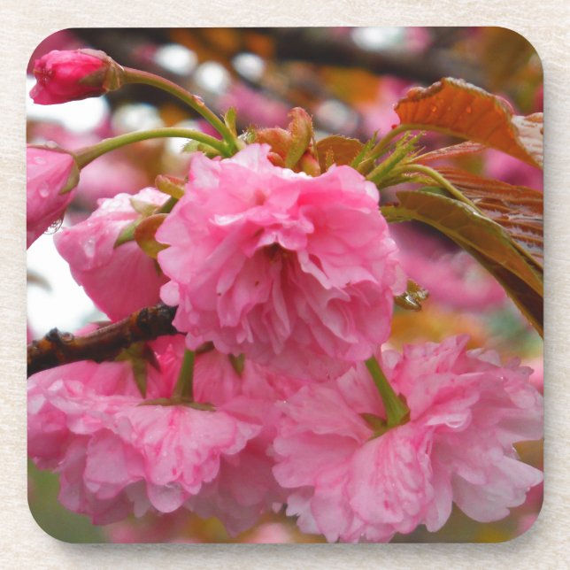 Hot Pink Cherry Blossom Flowers Coaster (Front)