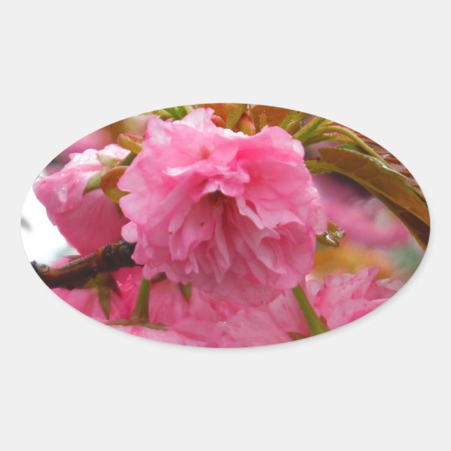 Hot Pink Cherry Blossom Flowers Oval Sticker (Front)