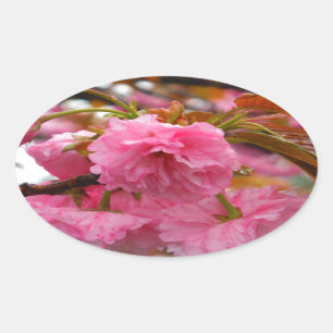 Hot Pink Cherry Blossom Flowers Oval Sticker