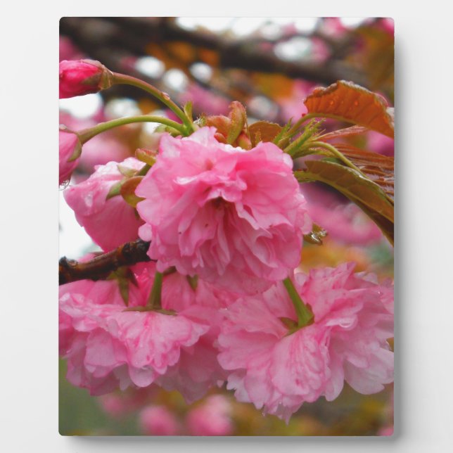 Hot Pink Cherry Blossom Flowers Plaque (Front)