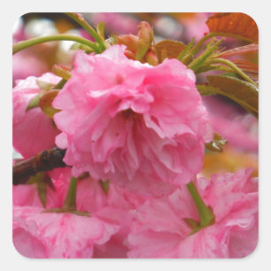 Hot Pink Cherry Blossom Flowers Square Sticker