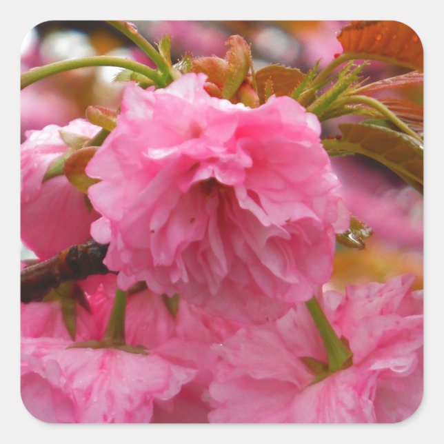 Hot Pink Cherry Blossom Flowers Square Sticker (Front)