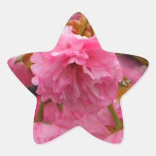 Hot Pink Cherry Blossom Flowers Star Sticker