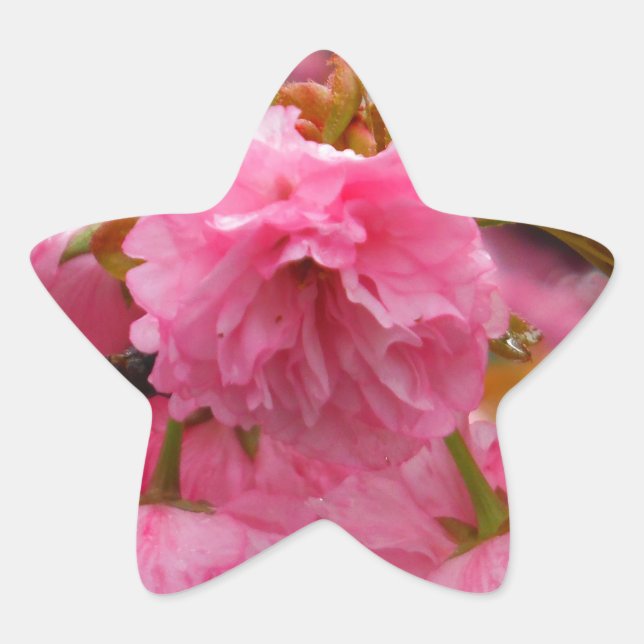 Hot Pink Cherry Blossom Flowers Star Sticker (Front)