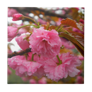 Hot Pink Cherry Blossom Flowers Tile