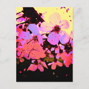 Hot Pink Cherry Blossom Postcard