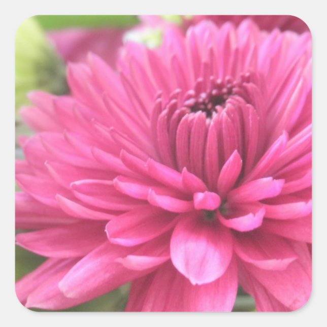 Hot Pink Chrysanthemum Flower Mums Flowers Photo Square Sticker (Front)