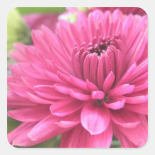 Hot Pink Chrysanthemum Flower Mums Flowers Photo Square Sticker