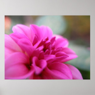 Hot Pink Dahlia Poster