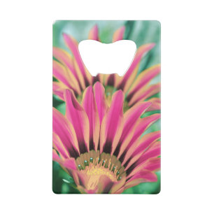 Hot Pink Daisy