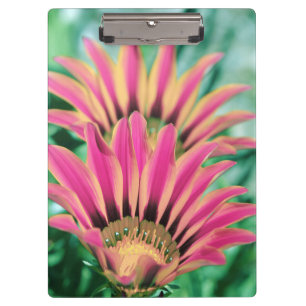Hot Pink Daisy Clipboard