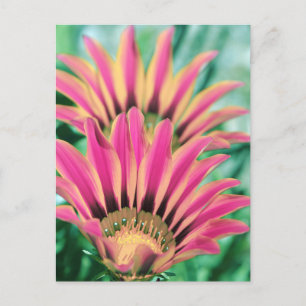 Hot Pink Daisy Petals Postcard