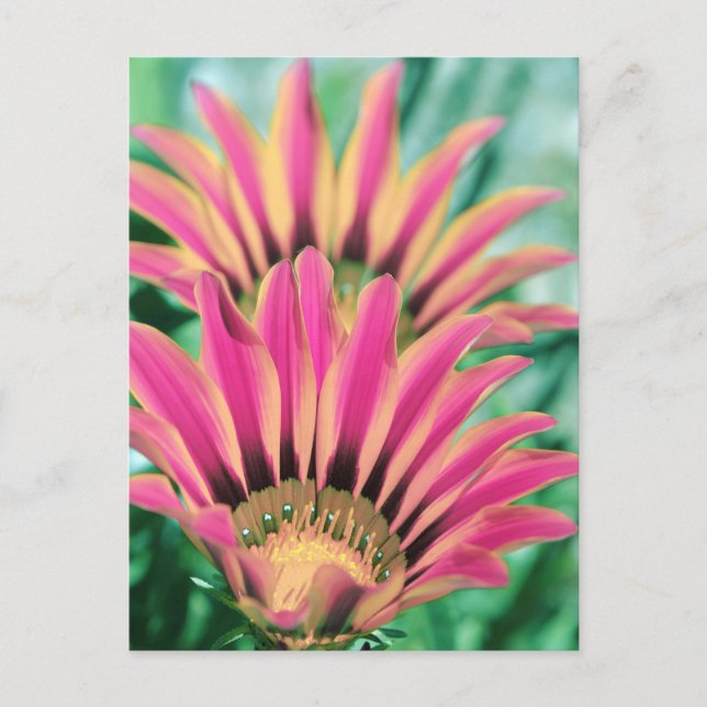 Hot Pink Daisy Petals Postcard (Front)