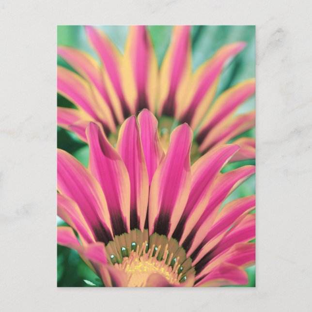 Hot Pink Daisy Petals  Postcard (Front)