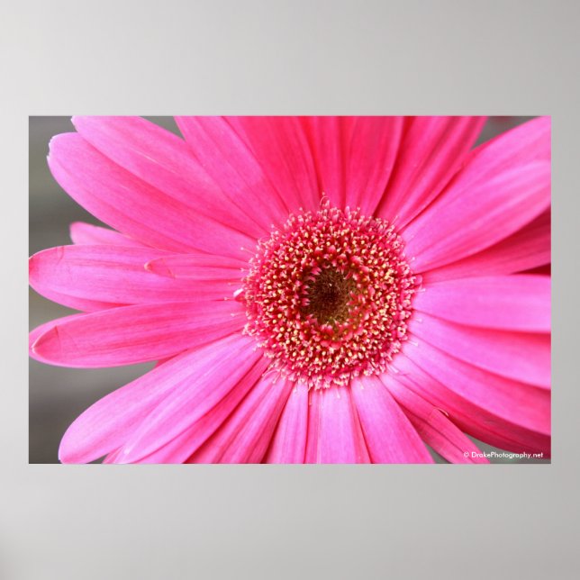 Hot Pink Daisy Poster (Front)