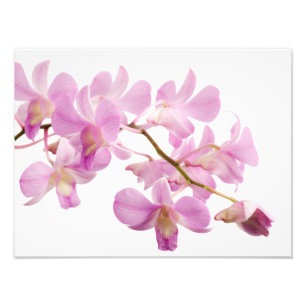Hot Pink Dendrobium Orchid Flower Orchids Template Photo Print