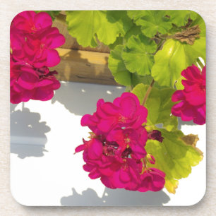 HOt pink floral flowers Pink Geranium Coaster