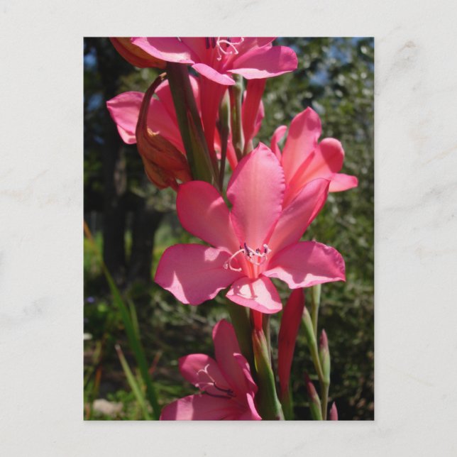 Hot Pink Flower Postcard (Front)