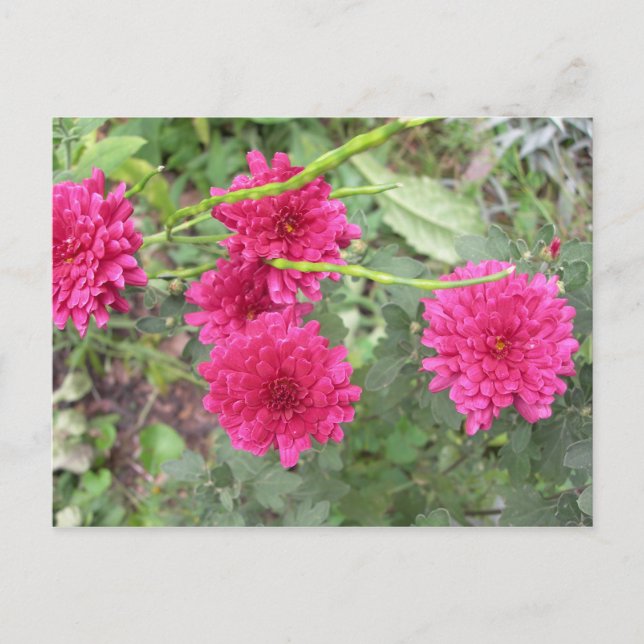 hot pink flowers postcard (Front)