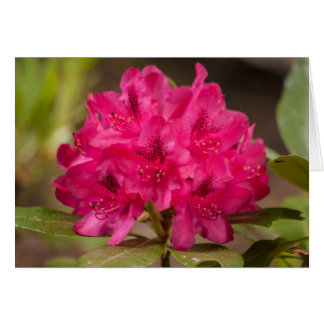 Hot Pink Flowers Rhododendron Floral Custom